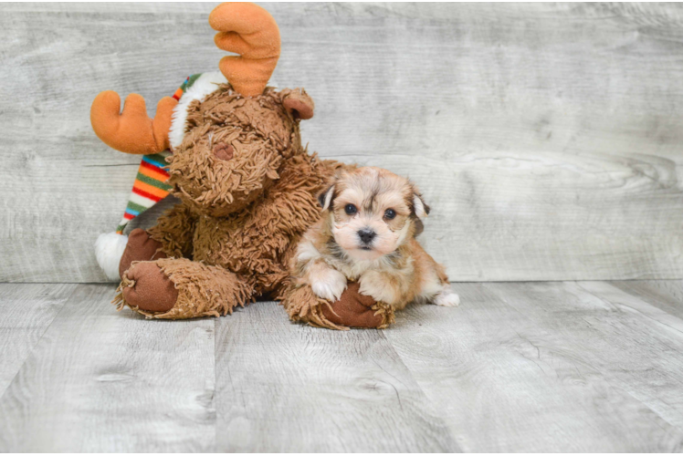 Sweet Morkie Baby