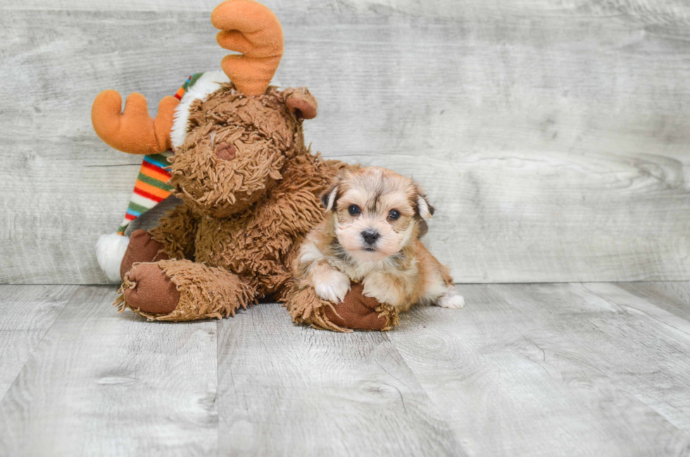 Sweet Morkie Baby