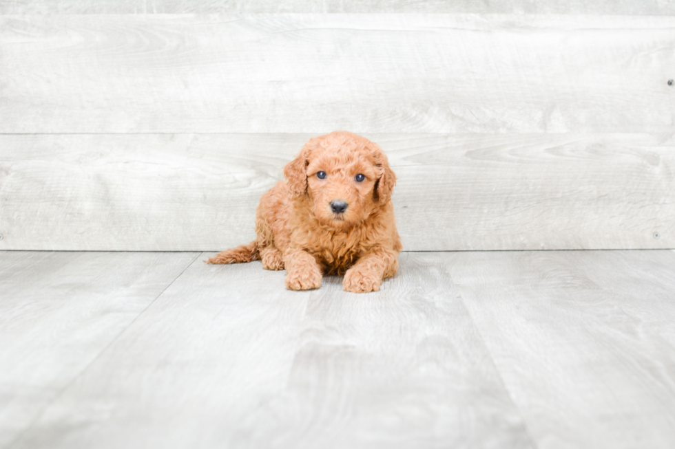 Fluffy Mini Goldendoodle Poodle Mix Pup