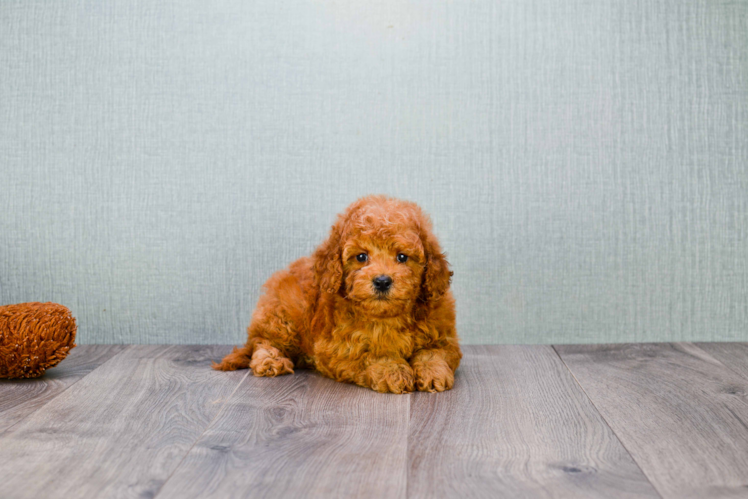 Hypoallergenic Golden Retriever Poodle Mix Puppy