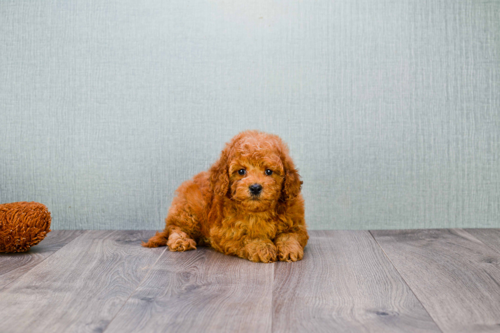 Hypoallergenic Golden Retriever Poodle Mix Puppy