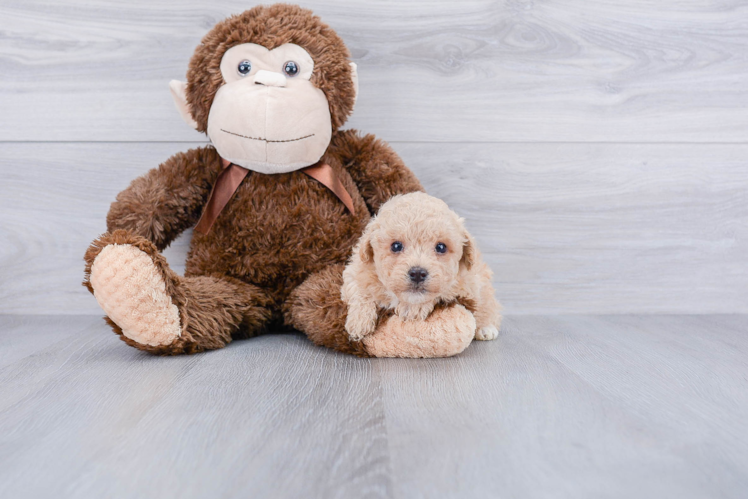 Sweet Maltipoo Baby