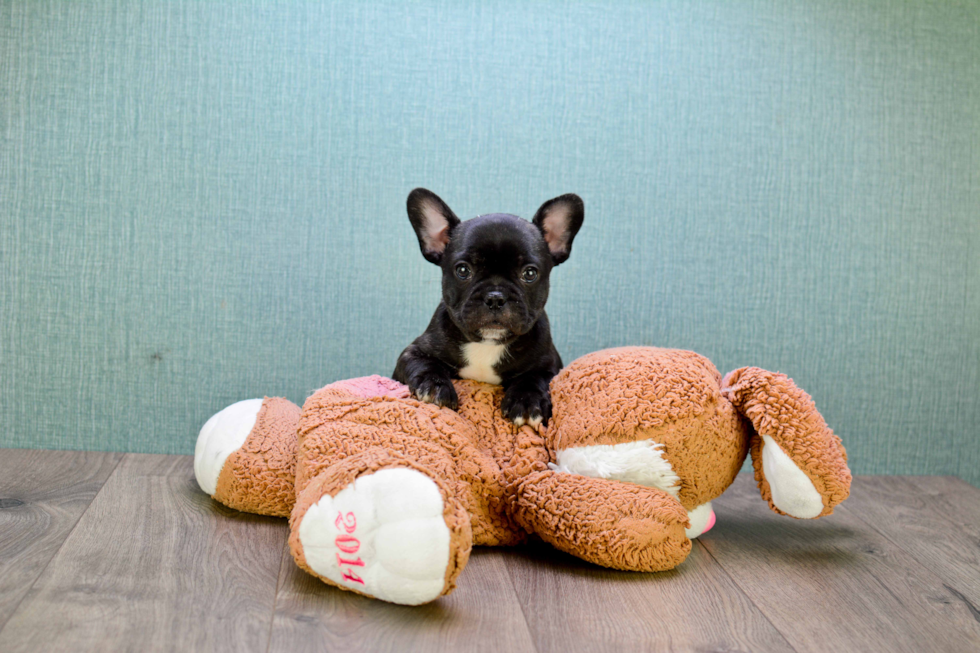 French Bulldog Pup Being Cute