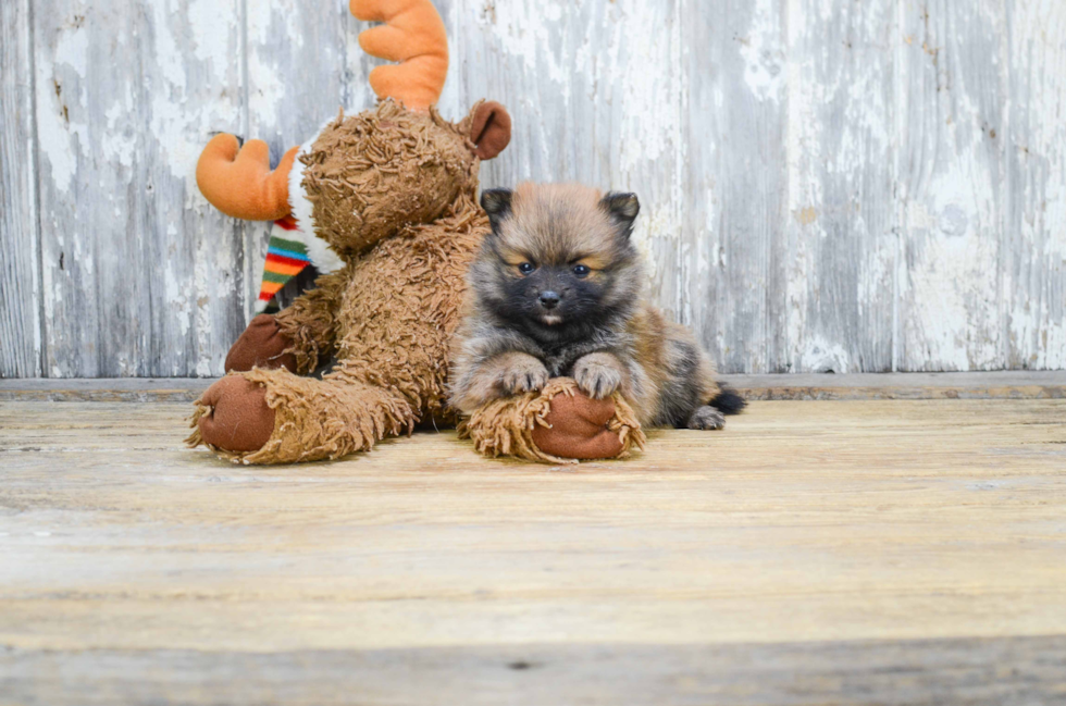 Sweet Pomeranian Purebred Puppy