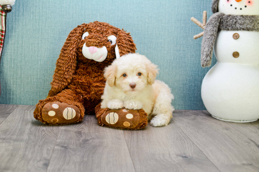 Friendly Maltipoo Baby