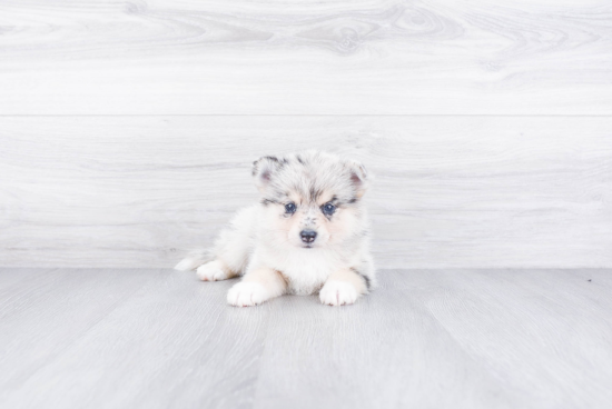 Energetic Mini Husky Designer Puppy