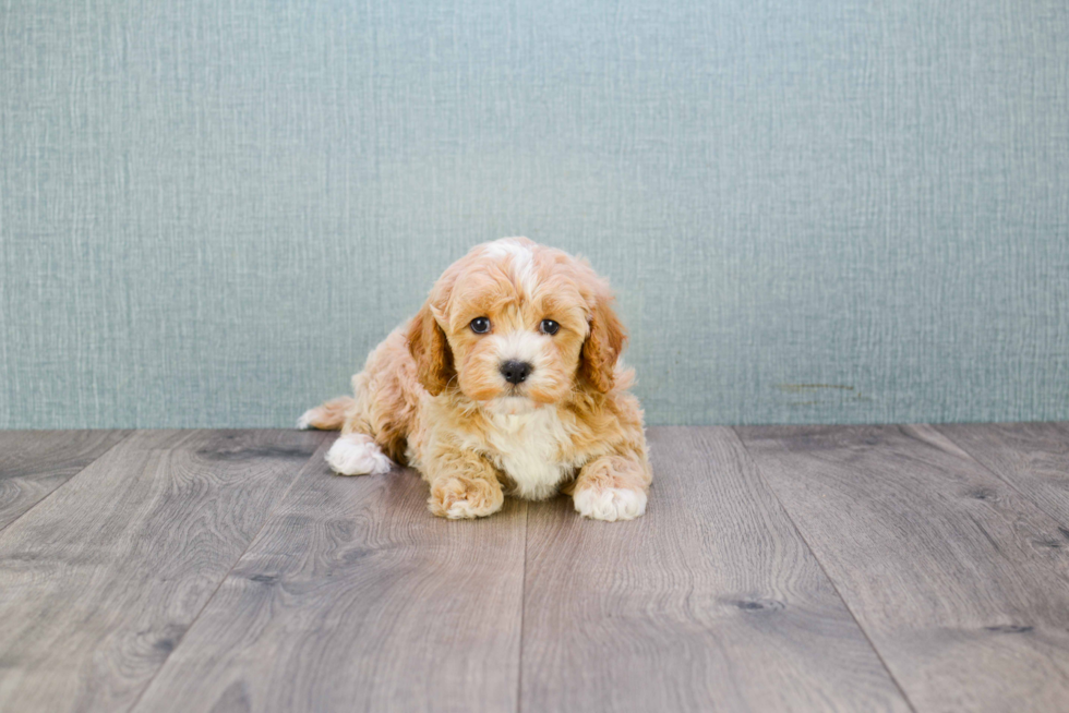 Hypoallergenic Cavoodle Poodle Mix Puppy