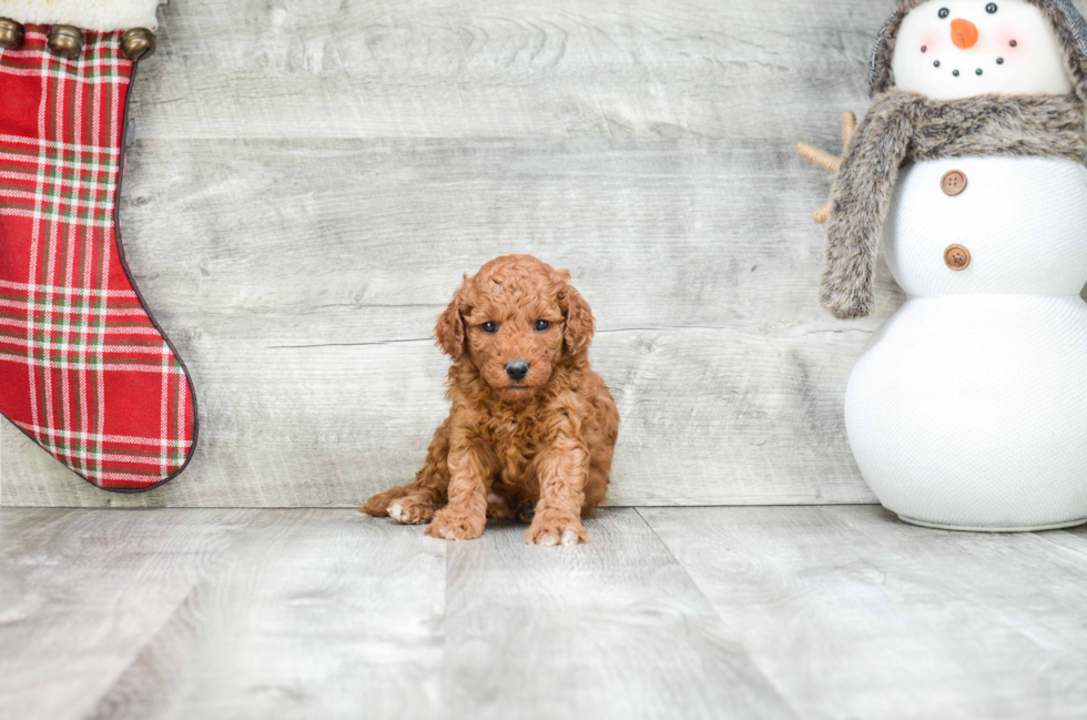 Friendly Mini Goldendoodle Baby