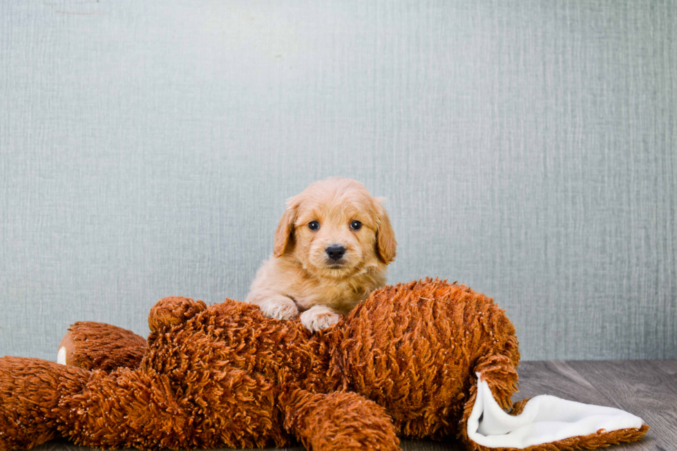 Energetic Golden Retriever Poodle Mix Puppy