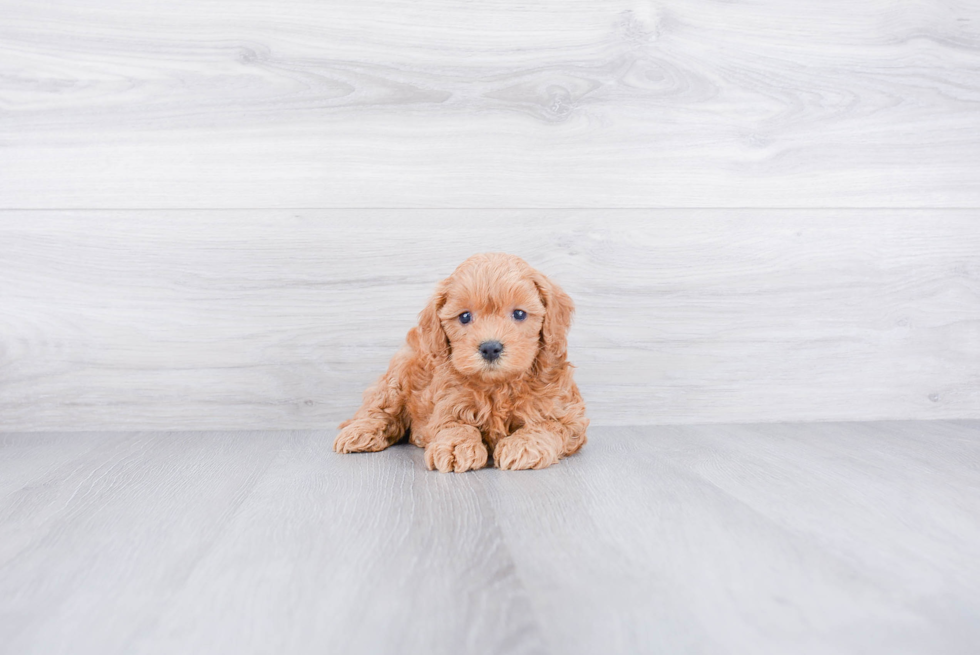 Funny Mini Goldendoodle Poodle Mix Pup