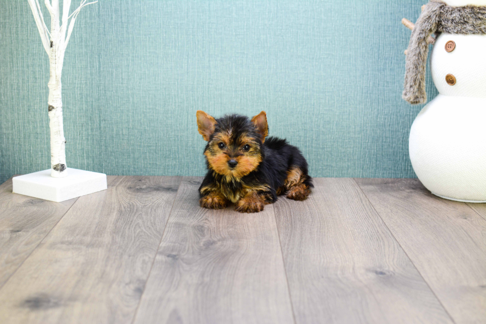 Meet Microteacup-Tinkerbell - our Yorkshire Terrier Puppy Photo 