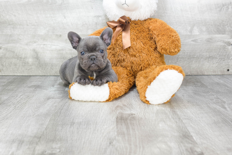 Small French Bulldog Baby