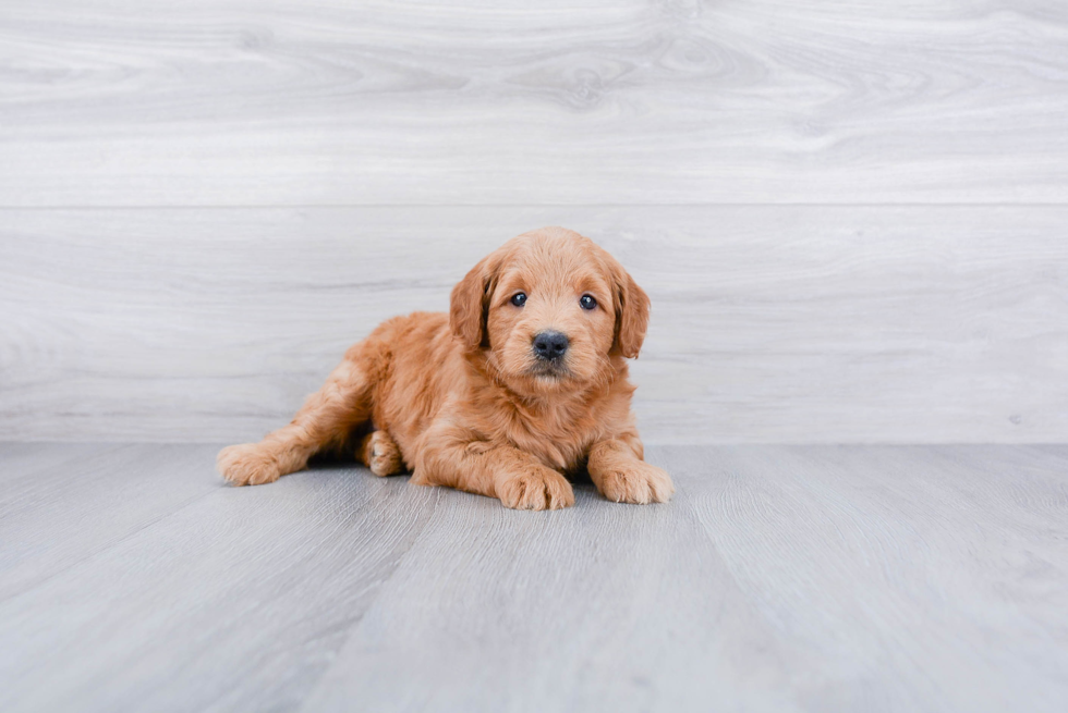 Energetic Golden Retriever Poodle Mix Puppy