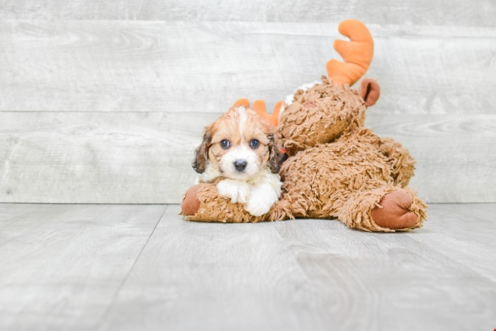 Sweet Cavapoo Baby