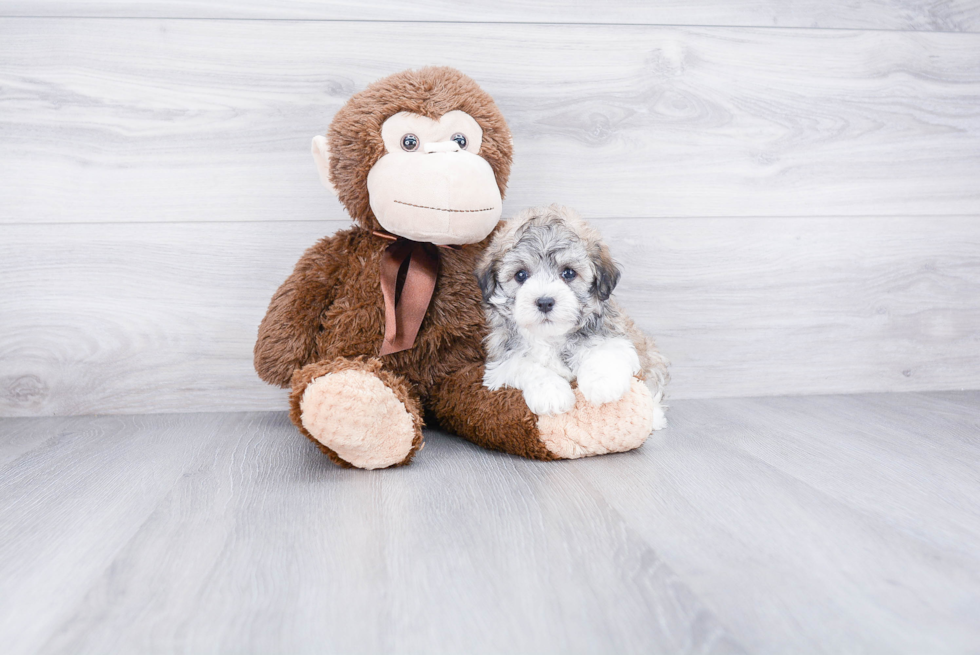 Havanese Pup Being Cute