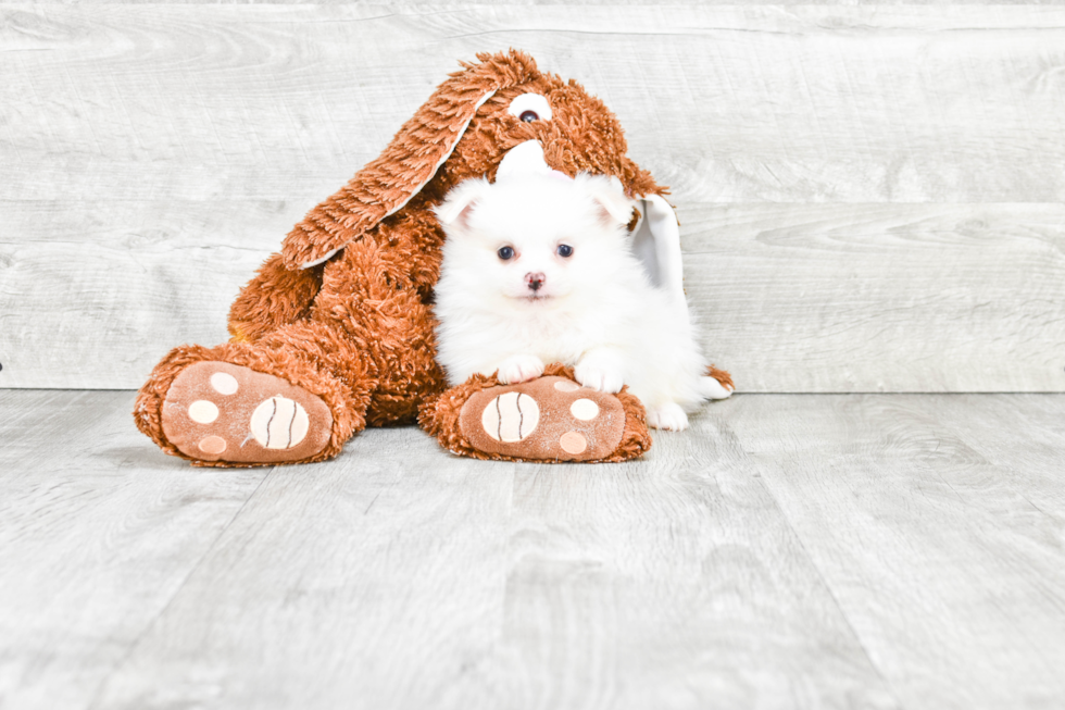 Playful Pomeranian Baby