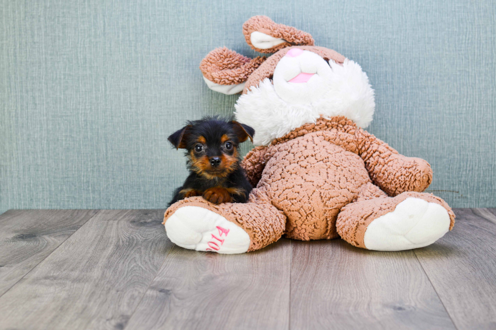 Meet Stevo - our Yorkshire Terrier Puppy Photo 