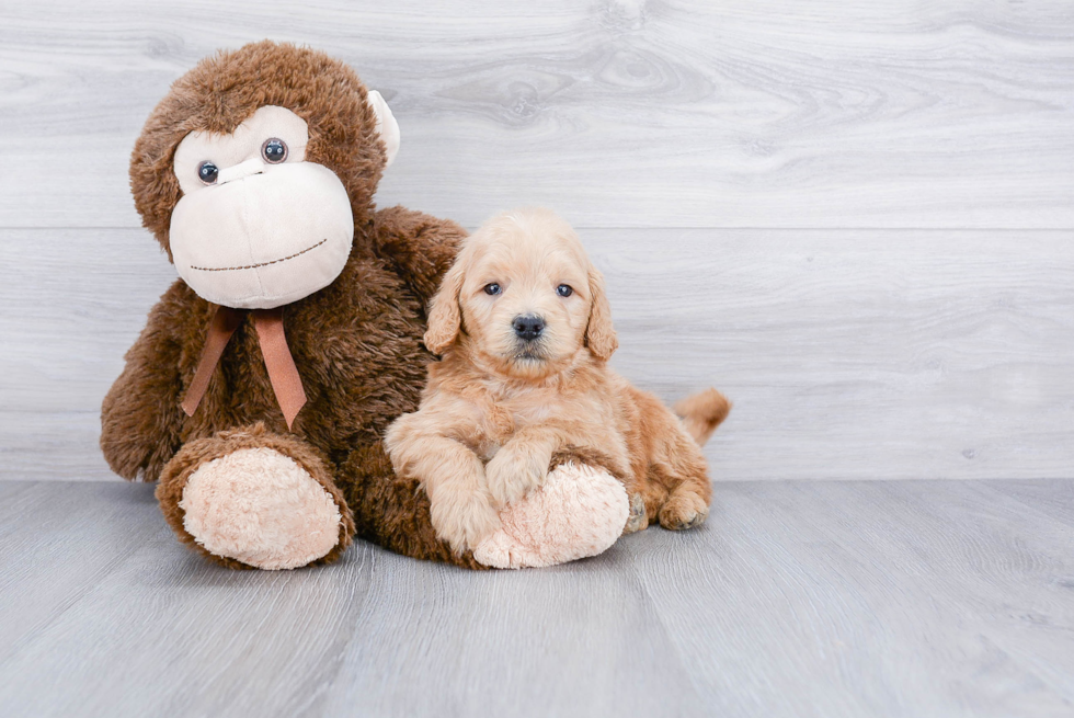 Best Mini Goldendoodle Baby