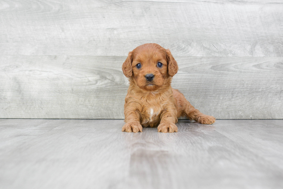 Cavapoo Puppy for Adoption