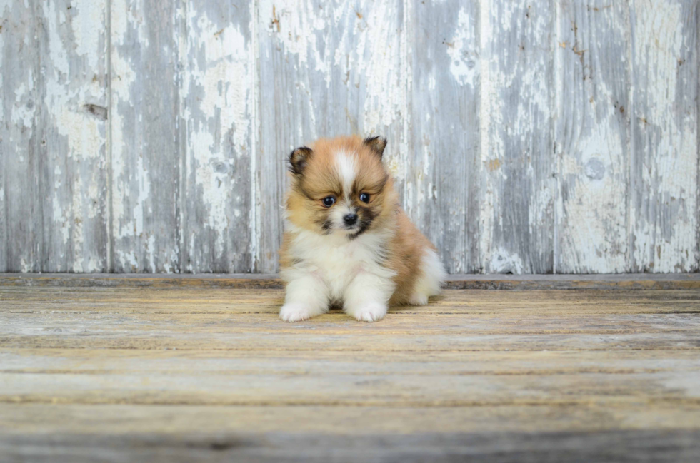 Little Pomeranian Purebred Pup