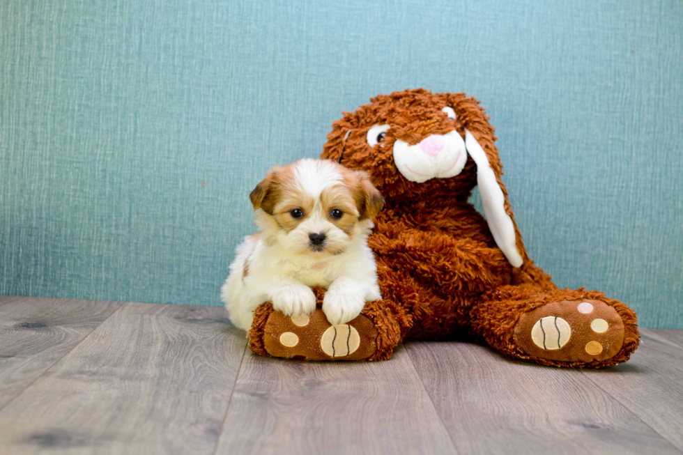 Sweet Teddy Bear Baby