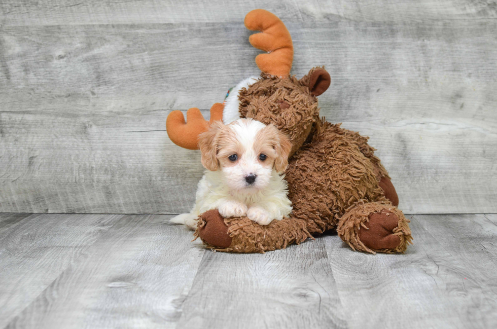 Smart Cavachon Designer Pup