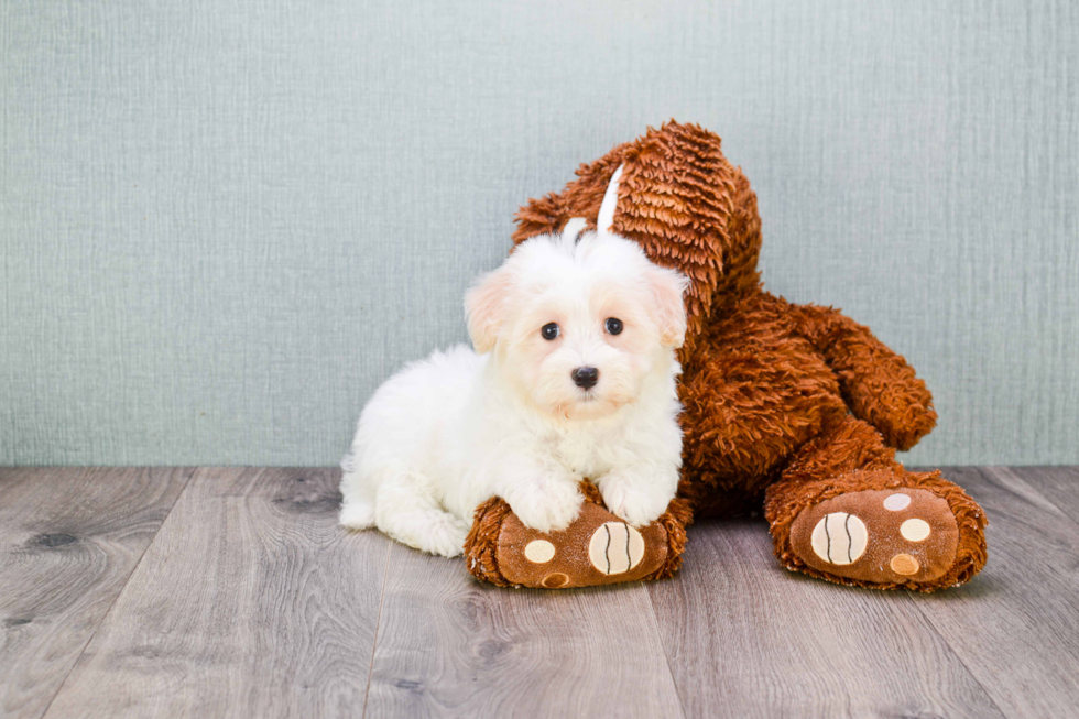 Small Havanese Baby