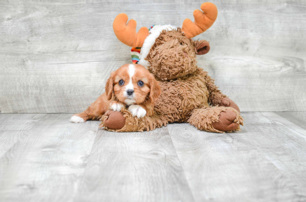 Cavalier King Charles Spaniel Puppy for Adoption