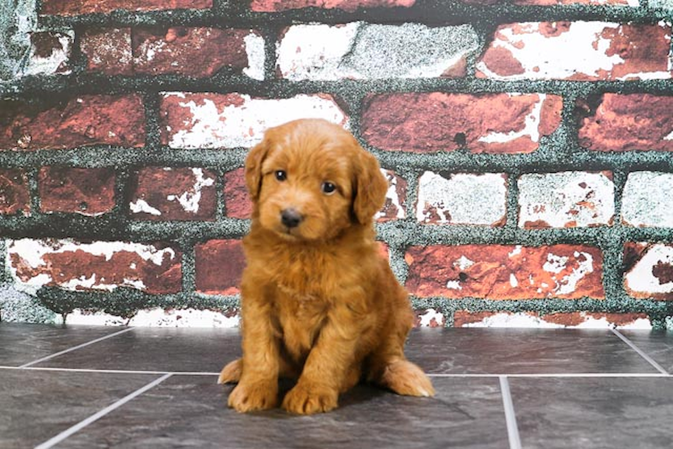 Popular Mini Goldendoodle Poodle Mix Pup