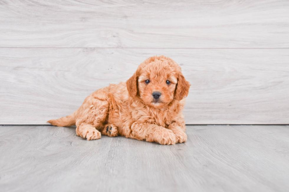 Mini Goldendoodle Puppy for Adoption