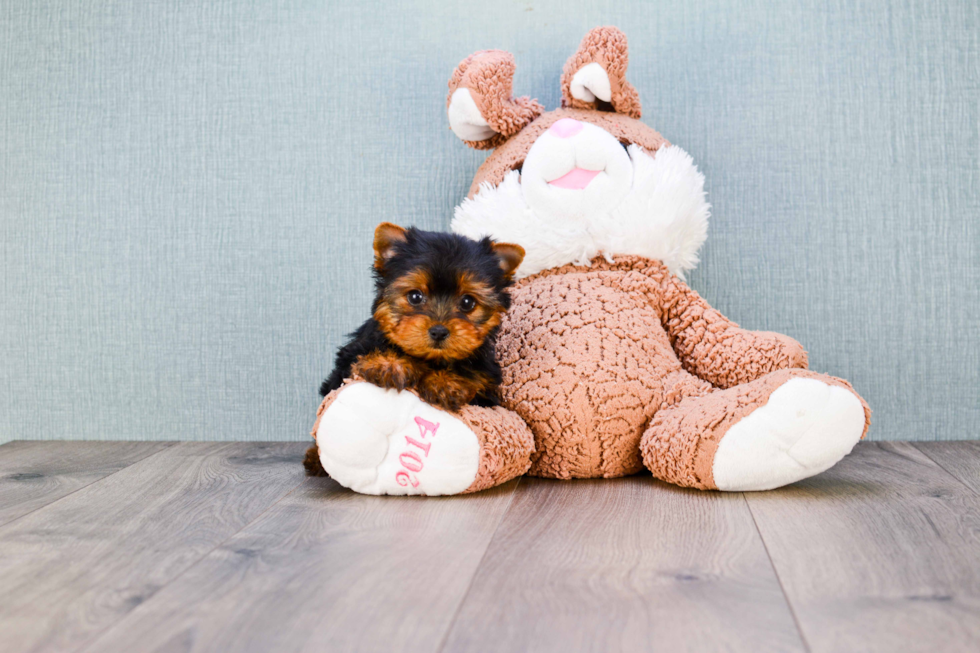 Meet Giselle - our Yorkshire Terrier Puppy Photo 