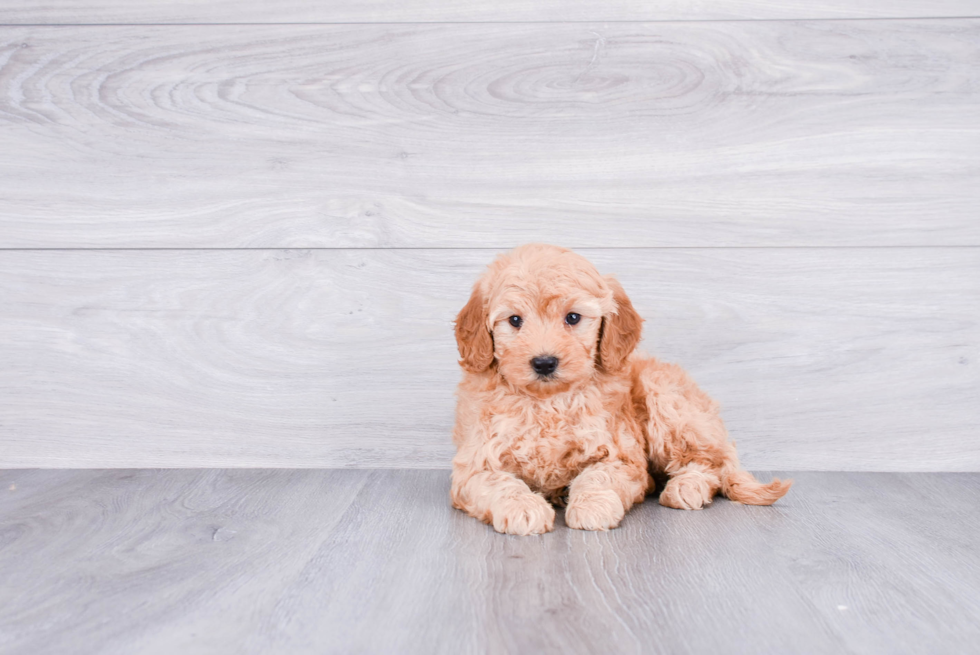 Mini Goldendoodle Pup Being Cute