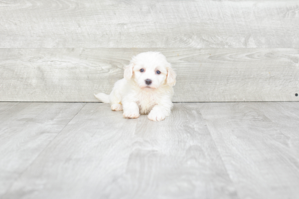 Best Havanese Baby