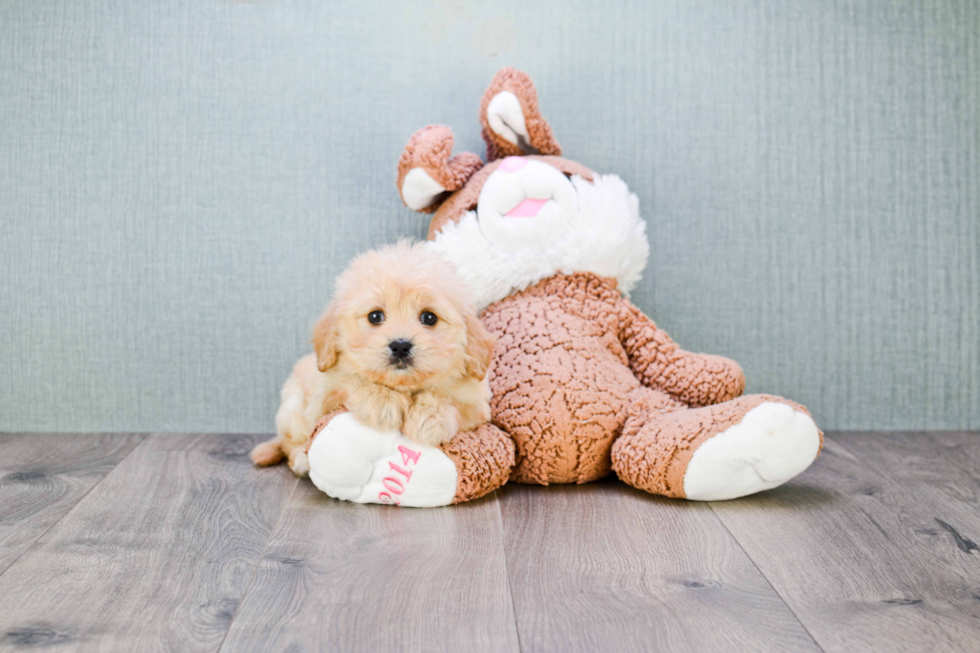 Cavachon Puppy for Adoption