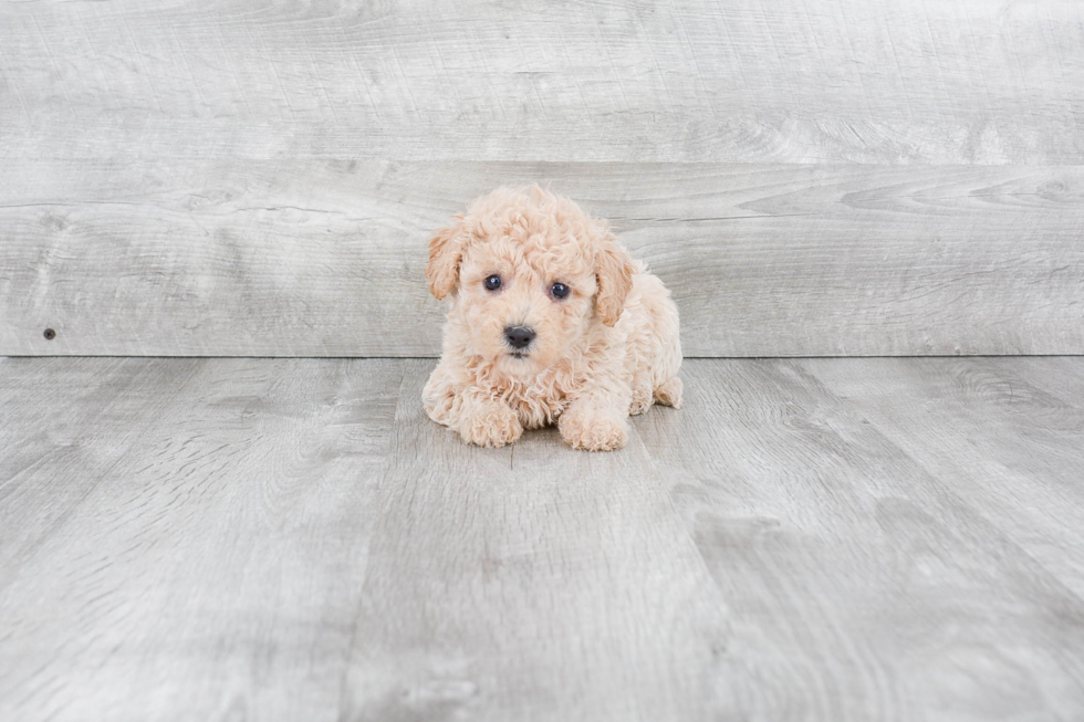 Maltipoo Puppy for Adoption