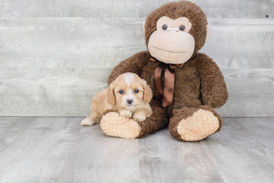 Popular Cavapoo Poodle Mix Pup