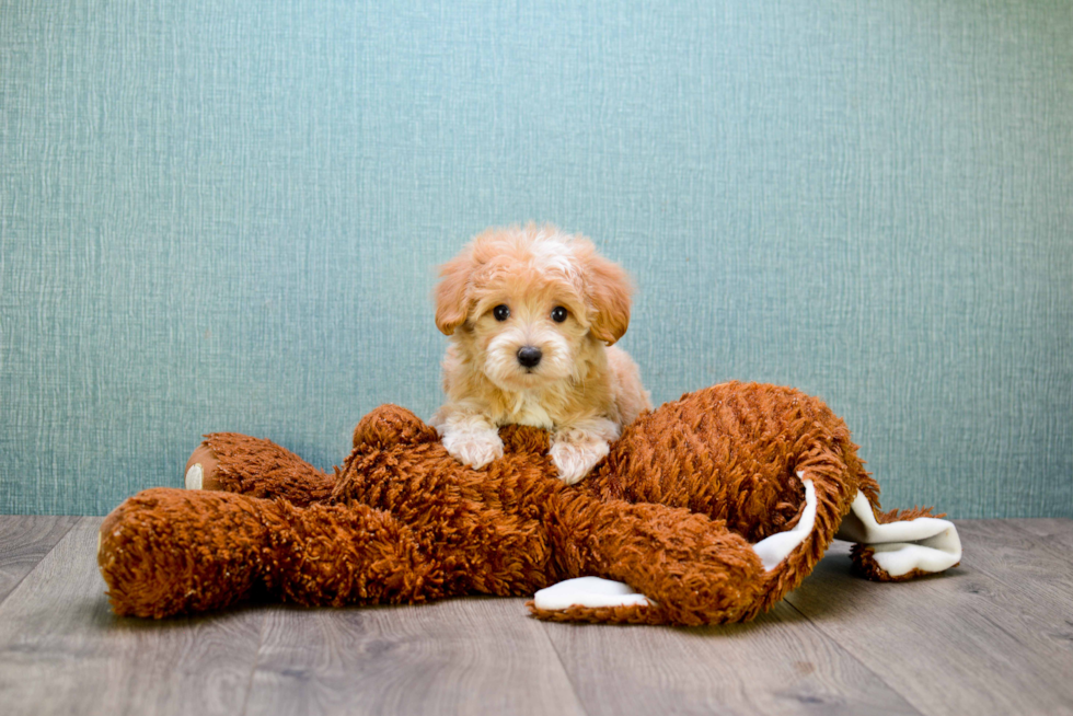 Cavapoo Puppy for Adoption