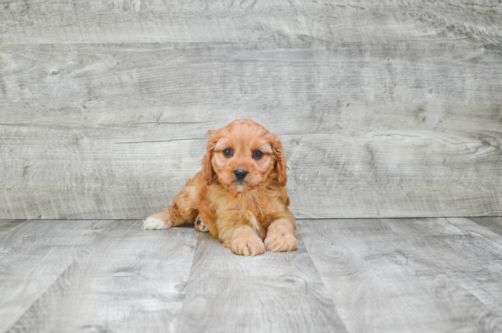 Energetic Cavoodle Poodle Mix Puppy