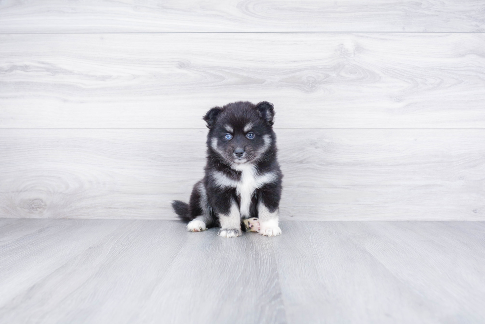 Cute Pomsky Baby