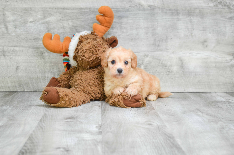 Cavachon Puppy for Adoption