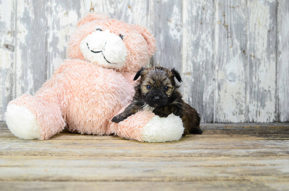 Cute Yorkie Pom Baby