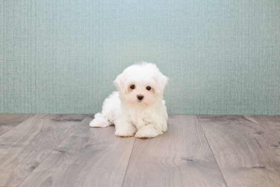 Maltese Puppy for Adoption