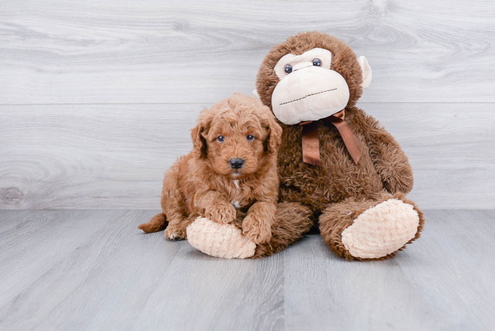 Mini Goldendoodle Pup Being Cute