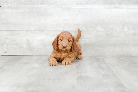 Mini Goldendoodle Pup Being Cute