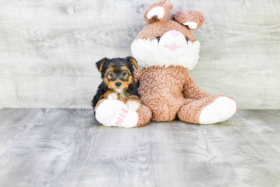 Meet Rihanna - our Yorkshire Terrier Puppy Photo 