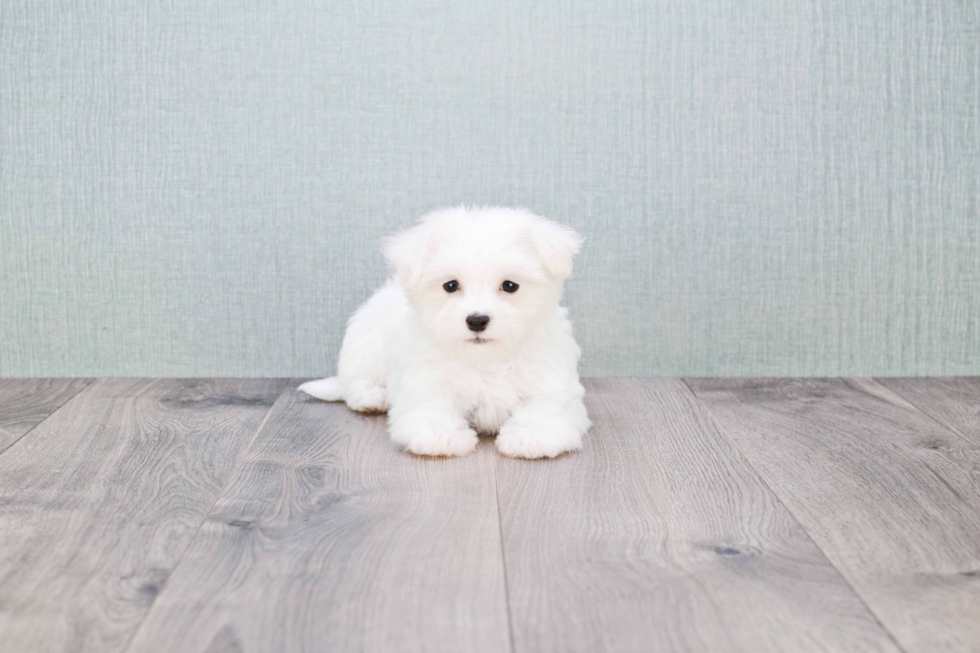 Energetic Maltese Purebred Puppy