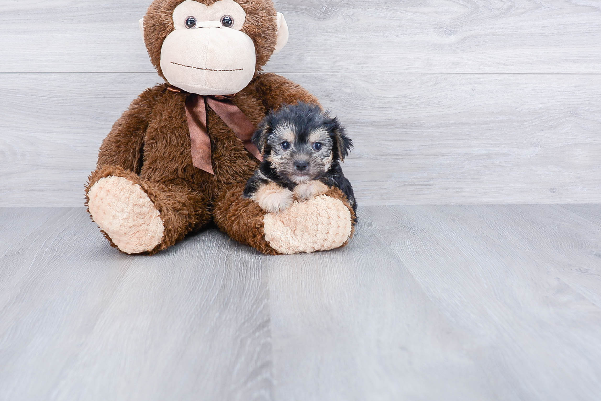 Friendly Morkie Baby