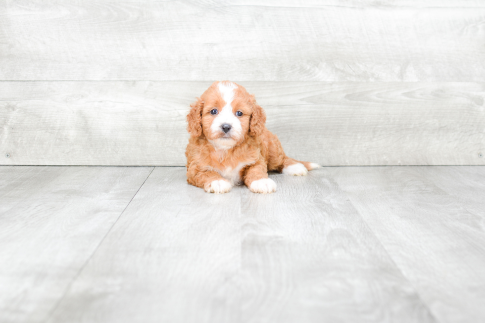 Petite Cavapoo Poodle Mix Pup