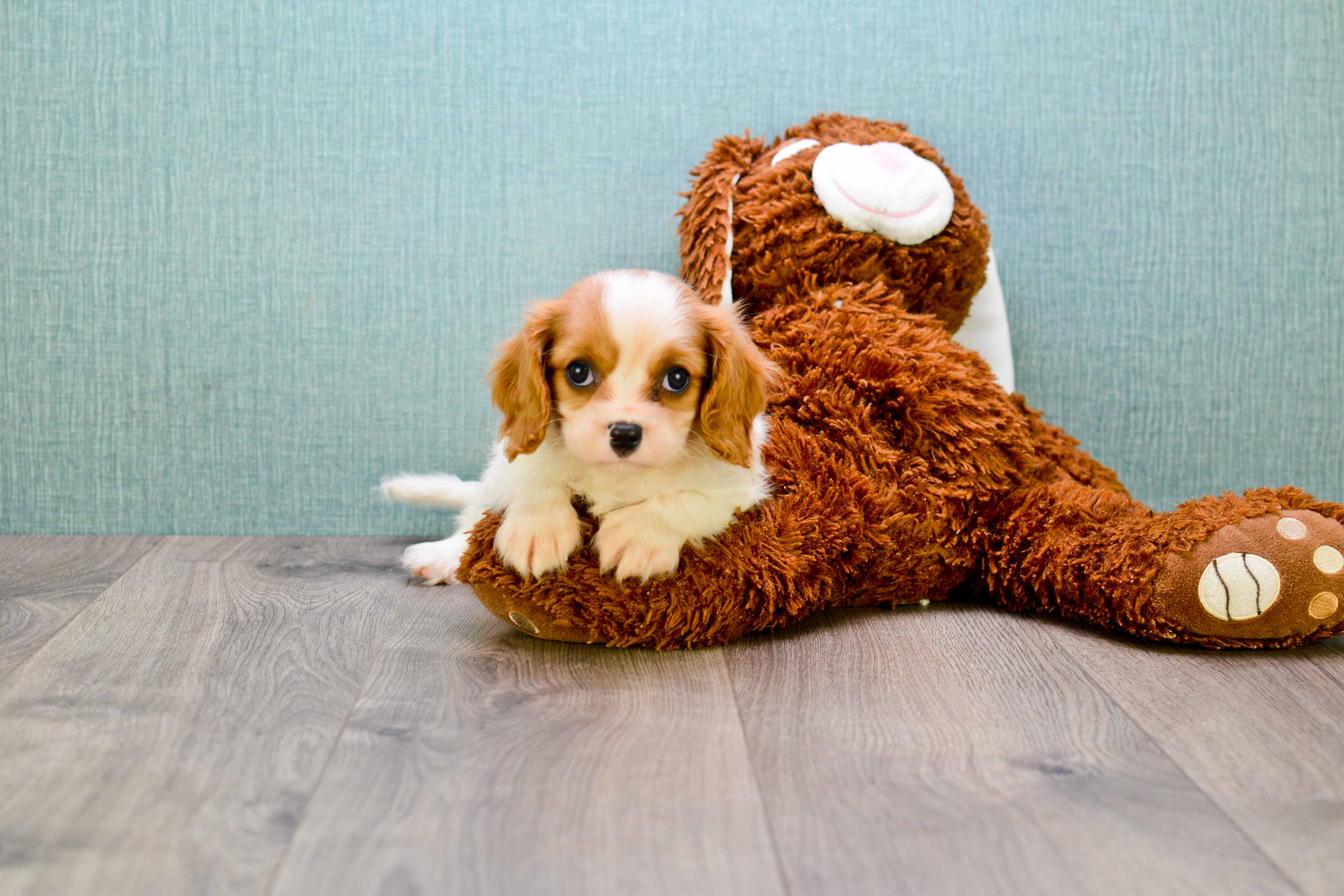 Best Cavalier King Charles Spaniel Baby