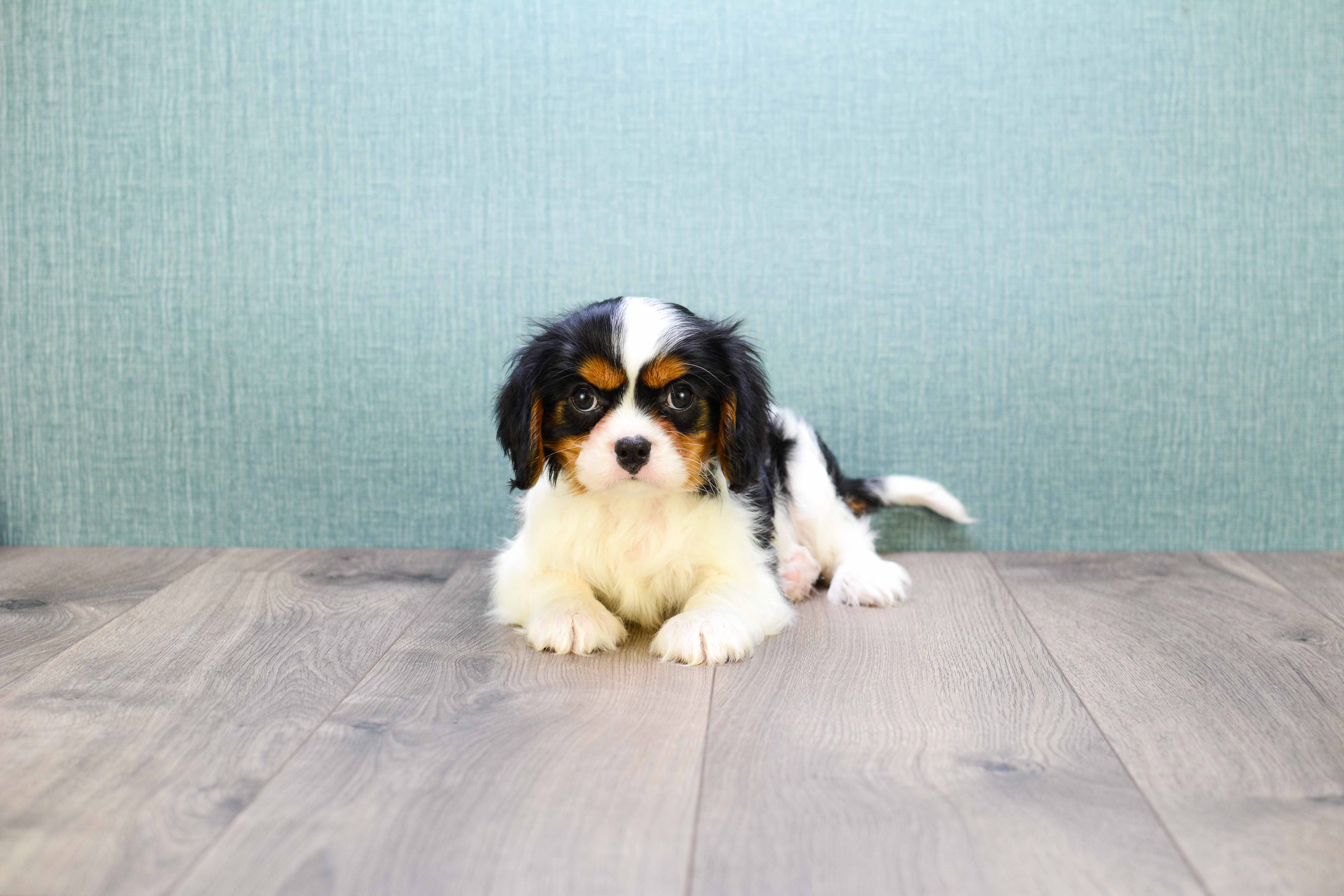 Cavalier King Charles Spaniel Pup Being Cute